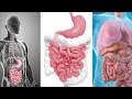 "The Digestive System: A Journey Through the Human Body | Animated Video | Zoya Ibad EduHub "