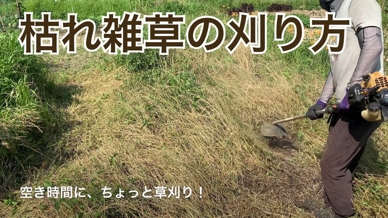 【草刈機】枯れた雑草の刈り方。フワっと浮いている枯れ草は刈ってもフワッとしたままなので、沈めるには刈り方にコツがある‼︎今回はナイロンコードを ...