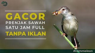 Download Lagu SUARA BURUNG CIBLEK CEMBLEK PRENJAK SAWAH KLIK KLIK GACOR UNTUK PIKAT DAN MASTERING MP3