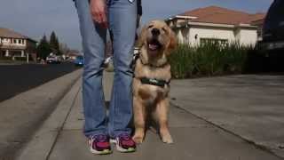 Dogs4Diabetics and Guide Dogs for the Blind: Powerful Partnership