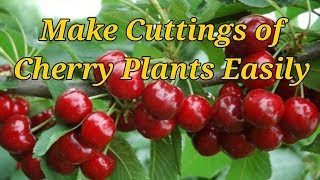 How to Make Cuttings of Cherry trees  with great Success.