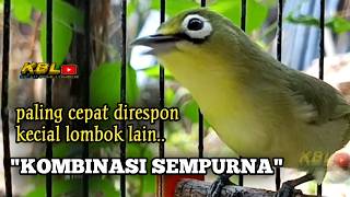 CIAK CIAK JOSS KECIAL KUNING AMPUH||PANCINGAN KECIAL MALAS BUNYI||