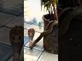 Monocled co🪱🦜🦬🦌#trending #youtubeshorts #cobra #snake #junglevlog #nature #jungleboylifestyle
