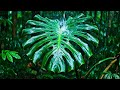 Heavy Rain on Monstera Leaf: Rhythmic Nature Relaxation [4K UHD | 5 Hours] Deep Forest Echoes