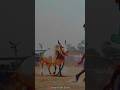 ✨வடம்🔥 #jallikattu #jallikattu_kaalai #manjuvirattu #bull #statustamil #vadam #whatsappstatus ......