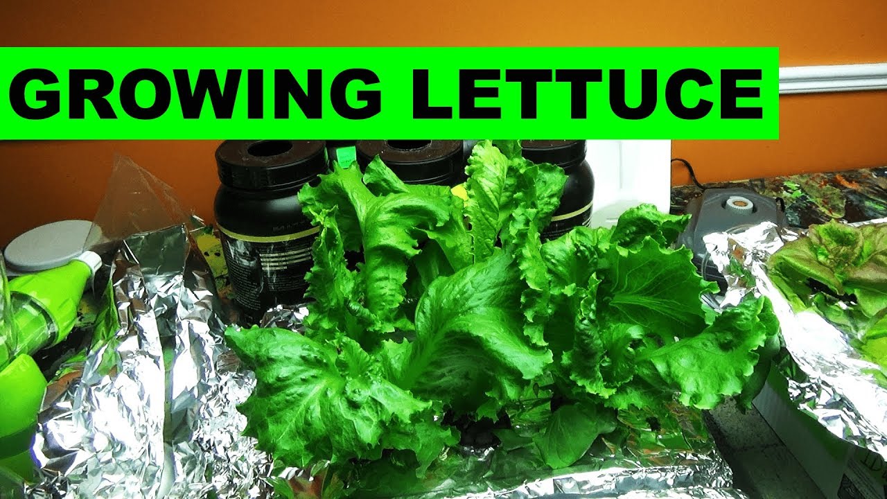 Growing lettuce indoors is actually very easy 