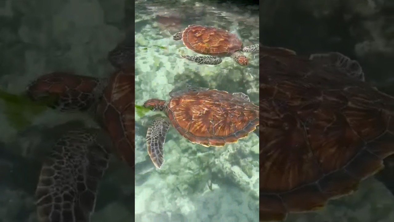 Salaam Cave Aquarium Kizimkazi Dimbani in Zanzibar 