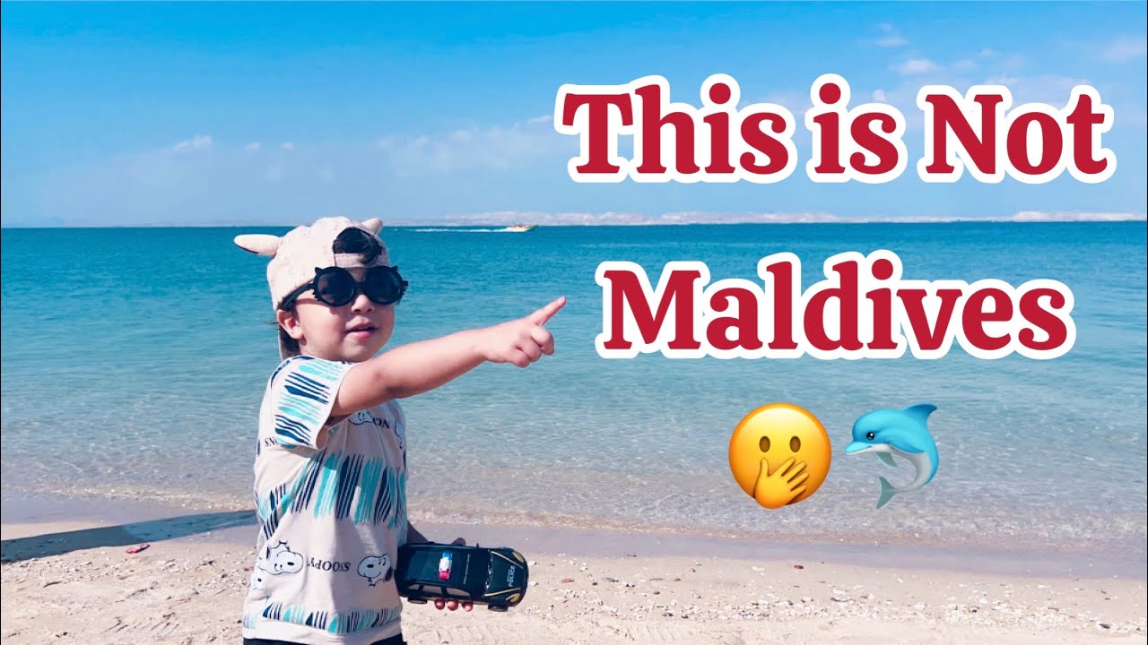 لماذا يجب ان تزور هذه الجزيرة🐬👀؟ تجربة تفوق الخيال 🥺😍