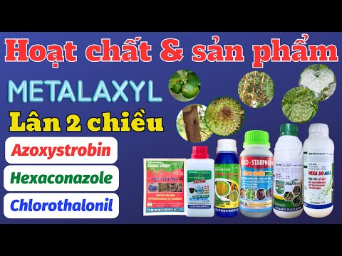 Video: Xử lý Bệnh héo Fusarium bằng Hoa cẩm chướng - Tìm hiểu về Hoa cẩm chướng Với Bệnh héo Fusarium