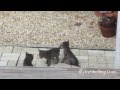 Bobcat Kittens Sanibel Island Florida