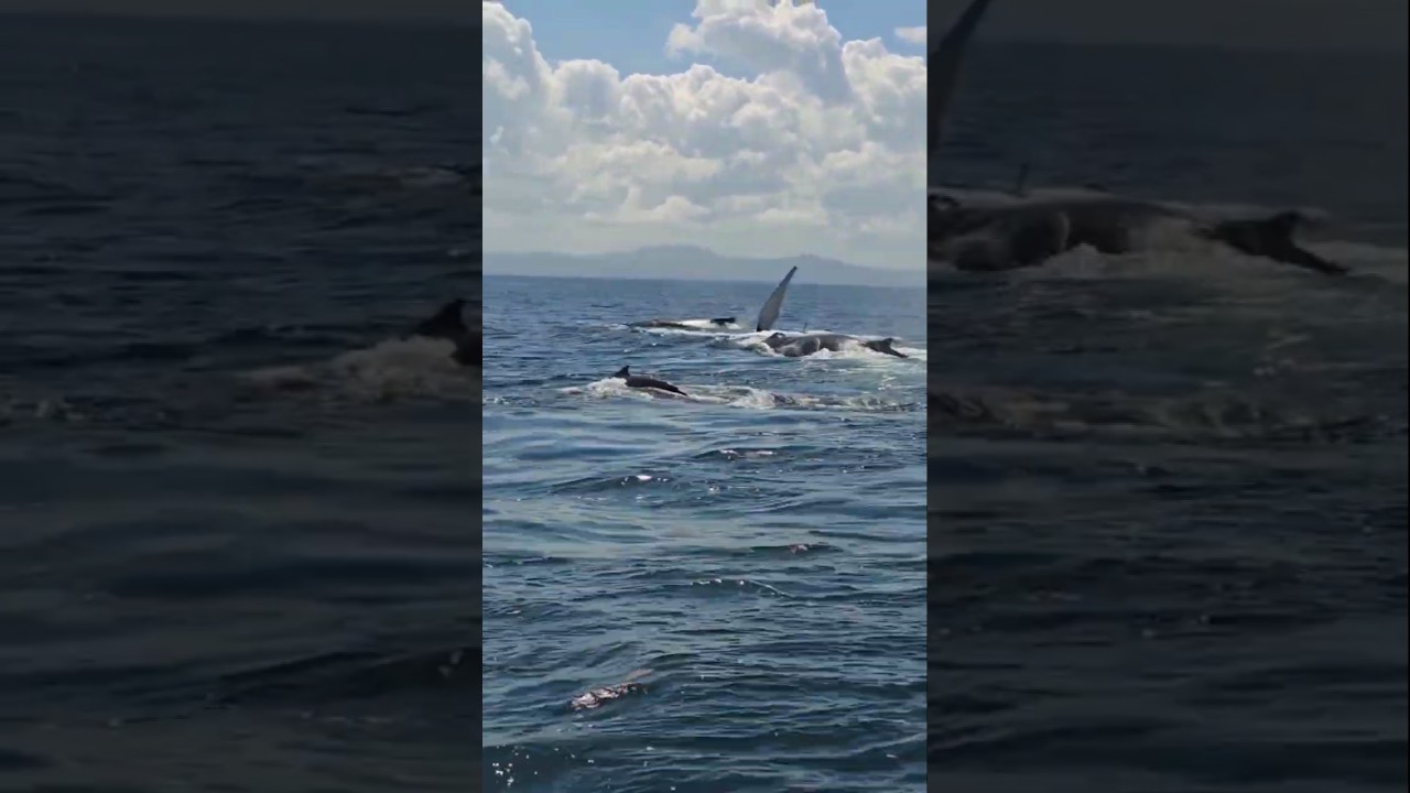 ⁣Humpback whales in Dominican Republic #sailingfamily