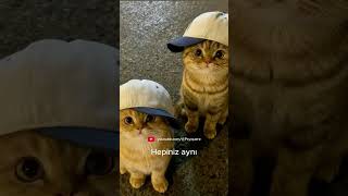 Annen Evde Mi? Trap Cat Edition
