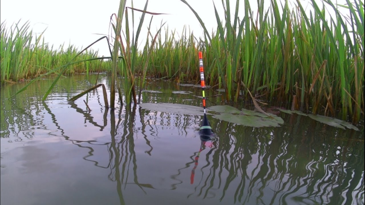 LUARRRR BIASA,,Musim Banjir Ikan SEGEDE GEDE ini Ada Dimana Mana