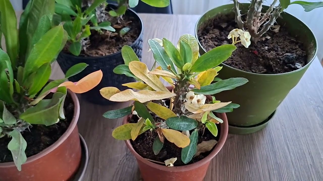 Yaprak sararması bi hastalıkmı yoksa normal bi durummu dikenlertacı neden yaprak sarartır #keşfet  