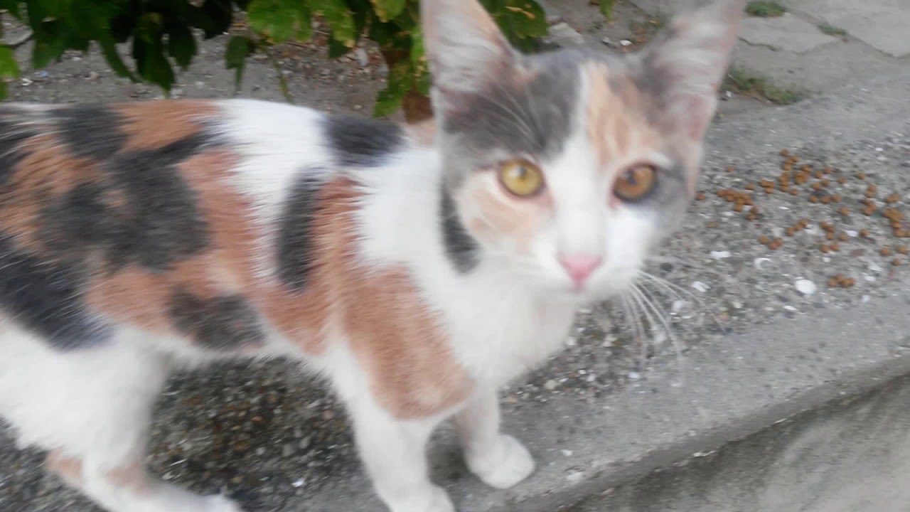 Calico Cat's left eye problematic and want love from me 