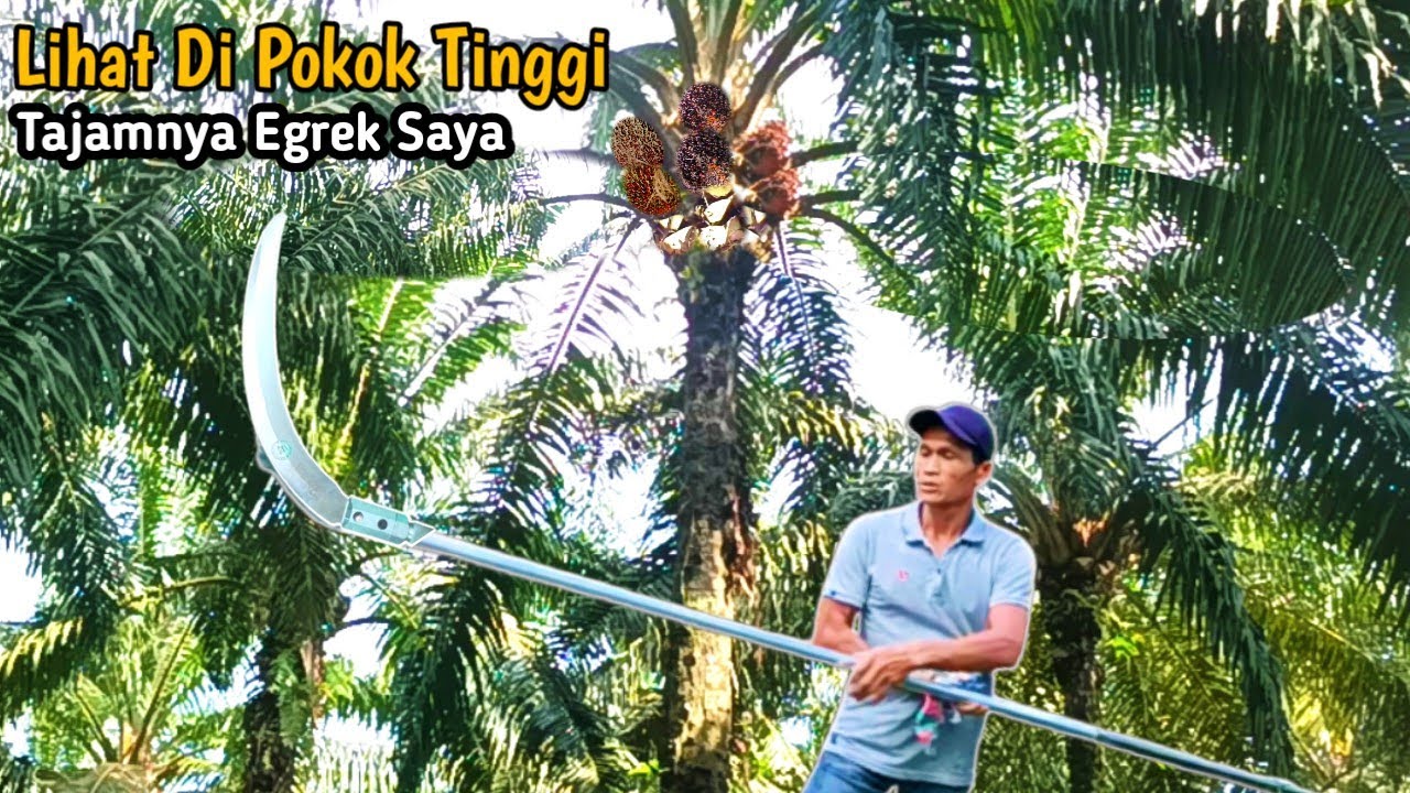 Skill Dan Trik Panen Kelapa Sawit Pokok Tinggi.! Lihat Tajamnya Egrek Saya