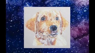 Drawing a Golden Retriever