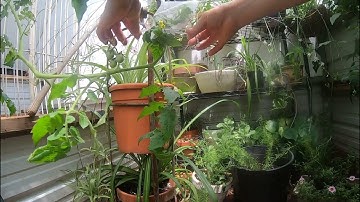 How To Save Tomato And Pepper Seeds Without Cross Pollination