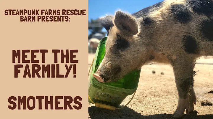 Smothers The Rejected Piglet -  Miracle Survivor -...