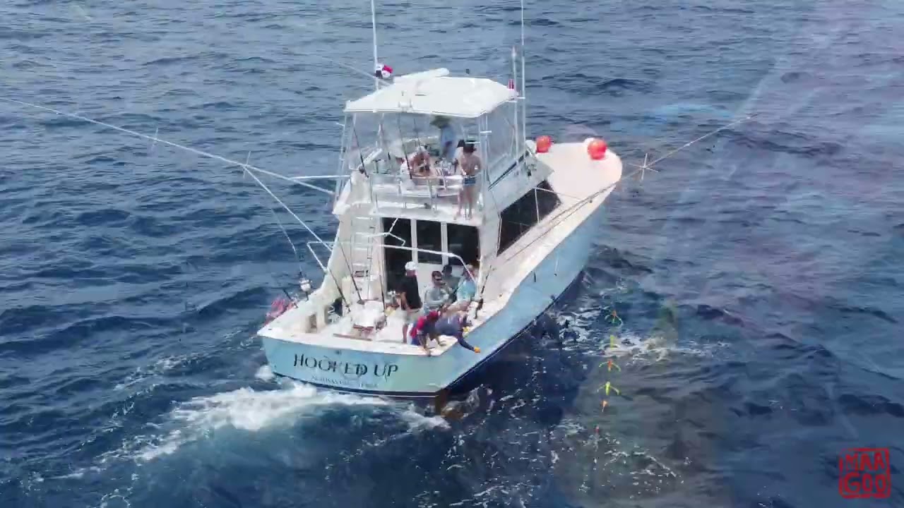 SAILFISH AND WHALES IN PANAMA