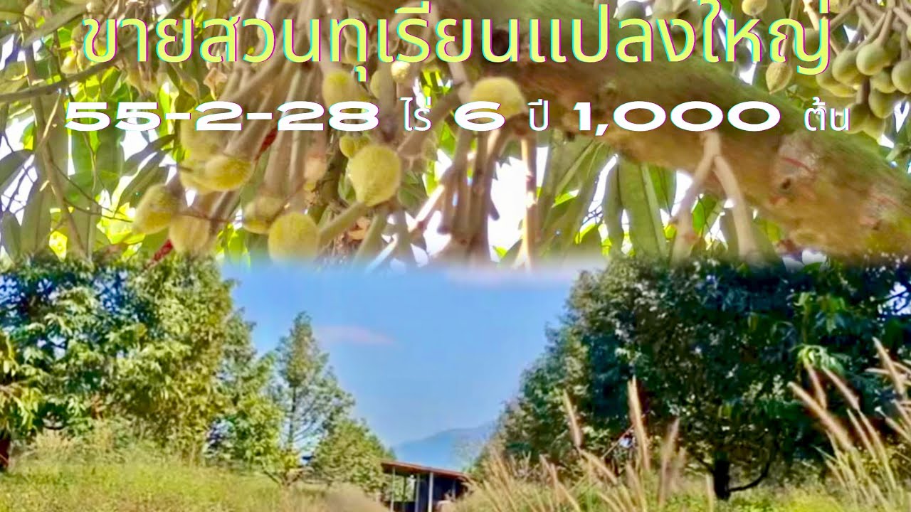 EP797.สวนทุเรียนแปลงใหญ่ 55-2-28ไร่ พร้อมผลผลิต 1,000 ต้น 6 ปี สนใจโทร 0981473498-0887902134
