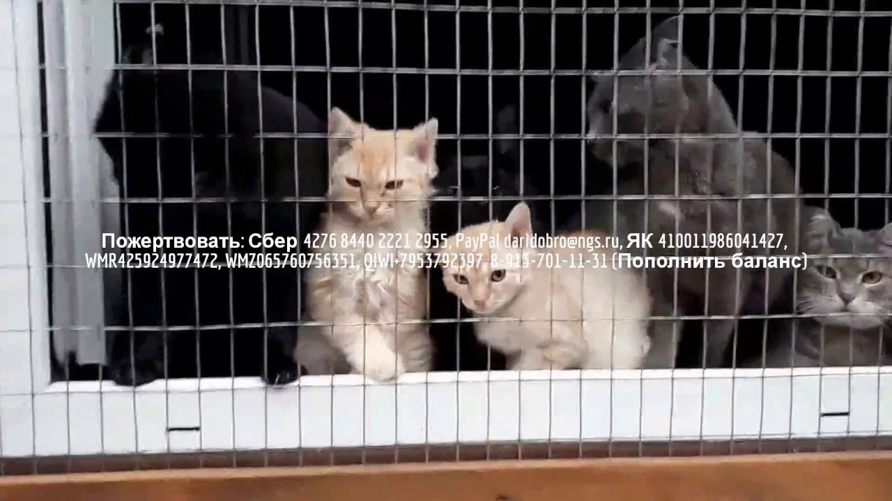 Добро приют сайт. Приют Дари добро в Новосибирске для бездомных животных. Спасение бездомных животных приют Дари добро НСК. Будни приюта для животных. Нужды приюта.