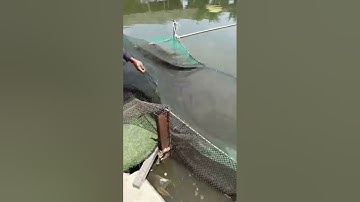 Vlogs 102 Bồi cá, báo cá - Hồ Câu Tân Bình Dương 0865118773 KP3, P. Tân Định, Bến Cát, Bình Dương