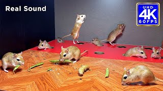 Cat TV Mice In Jerry Holes with Real Activity Sound - 10 hour Cat TV Mouse Hide & Seek For Cats