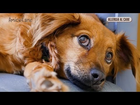 Video: Come affrontare le allergie autunnali del tuo cane
