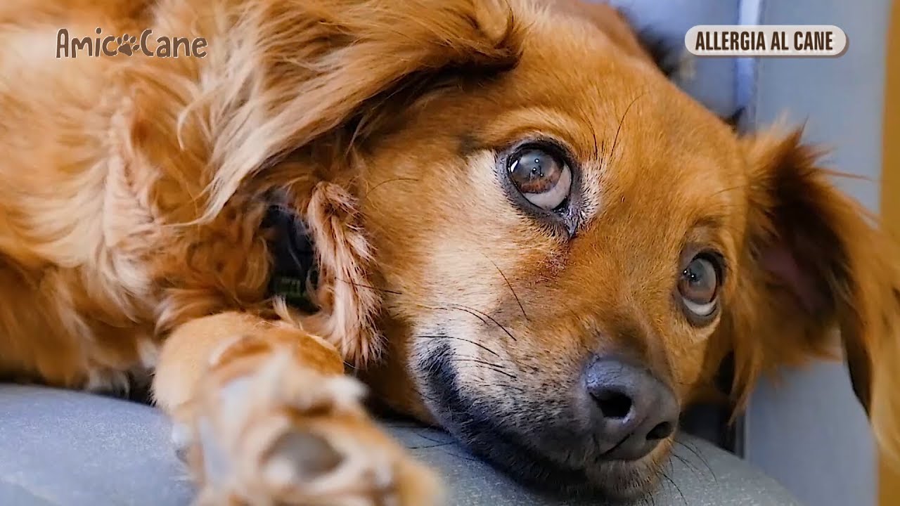 Allergia al cane, come fare? - Amico cane