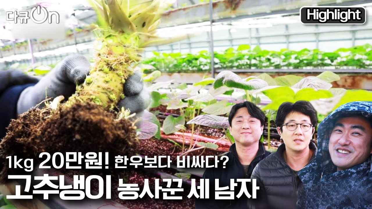 [다큐온] 고추냉이 키우는 초보농사꾼 세 남자의 달고 쓰고 매운 농사 이야기 | “산골짝의 세남자” (KBS 210312 방송)