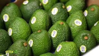 Calavo & Viru-Peruvian Avocados 2021