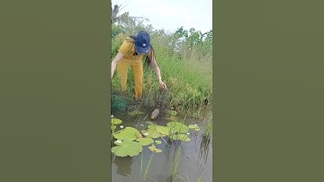 Đặt lợp cá lóc mùa nước nổi #huynhlieu #xuhuongyoutube #giaitri #giadinh #mientay