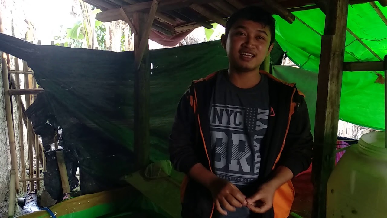 Belajar Budidaya Lobster Air Tawar 