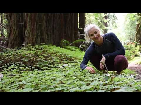 Video: Redwood Sorrel Plant Info. Ինչպես աճեցնել Oxalis Redwood Sorrel Plants