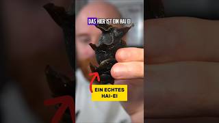Haie legen EIER?! | RasasWelt | #shorts #sharks
