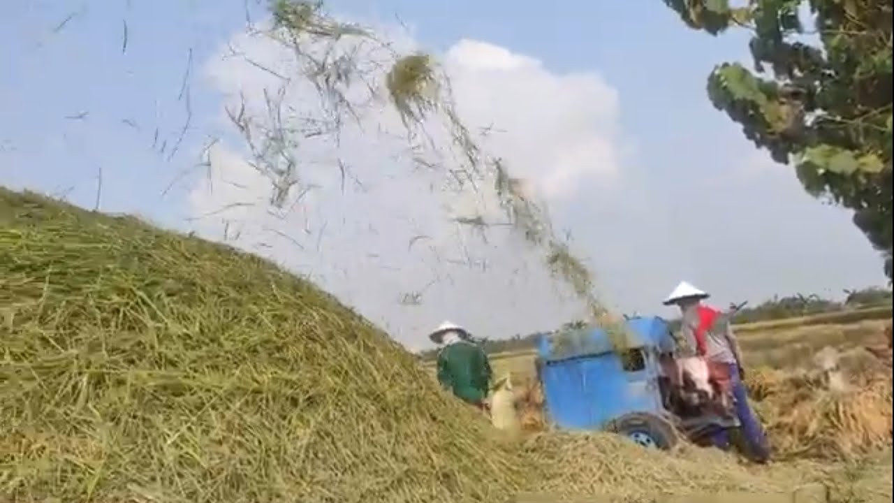 Aktivitas memanen padi di Belitang OKUT  SUMATERA SELATAN