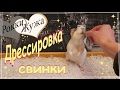 Дрессировка морских свинок. Training guinea pig.