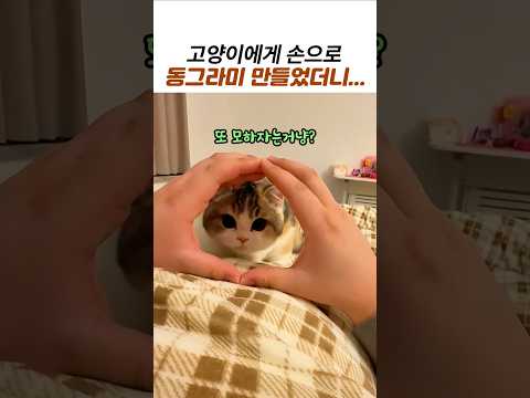 집사가 손으로 동그라미 만들자 고양이가 한 행동 #고양이 #냥이 #고양이영상 #귀여운고양이 thumbnail