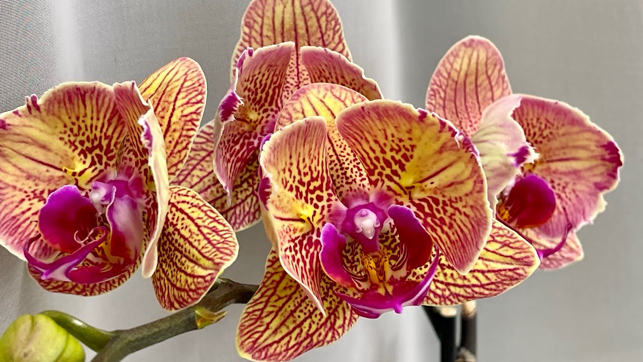 Мнооого цветущих и редких орхидей. 🦋🦋🦋#орхідеї #orchid #орхидеибабочки