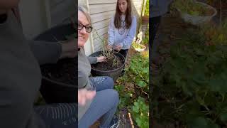 WINTERIZING OUR GERANIUMS | Farm Cooking With Nan