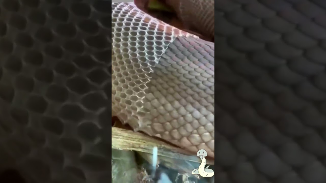 💔😳So Amazing Snake shell💔😳
