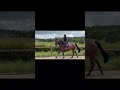 Cheval à vendre - Qualea 7 ans 1m70 - Vidéo 3 - equirodi.com