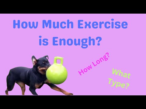 Video: Hvor meget træning er for meget for min hund?