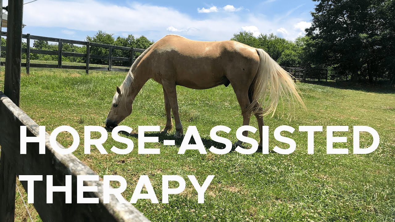 How horses can help with mental health | Sci NC