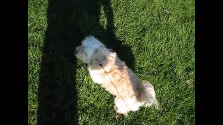 Walking the dog. MVI 6292