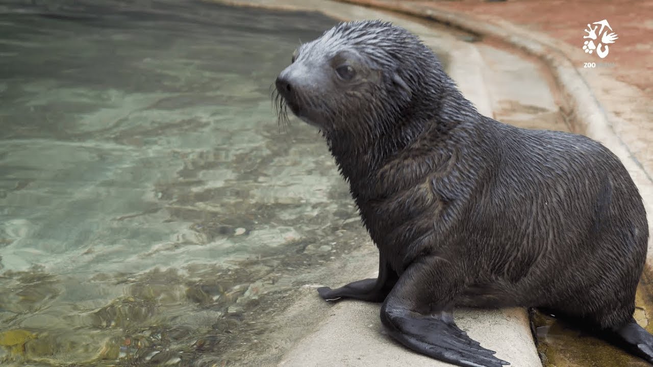 Zoo Praha: Seznamte se s Edou