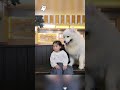 ワンちゃんの可愛い瞬間をまとめて紹介 #funny#犬 #癒し #ペット動画