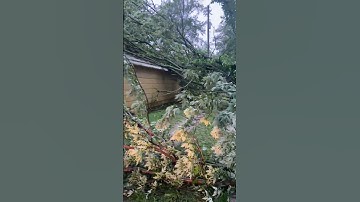 70 MPH winds tree damage