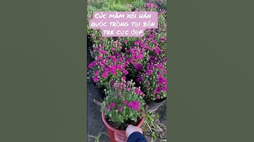 Mang giống cúc mâm xôi hàn quốc về trồng tại miền tây,kết quả thực sự quá xuất sắc luôn 💕